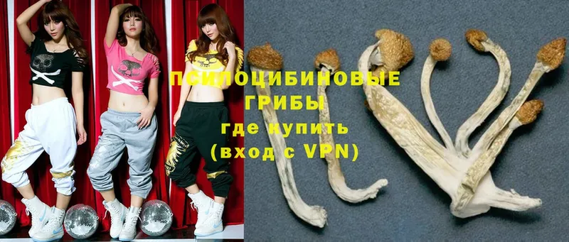 Галлюциногенные грибы Magic Shrooms  Богородицк 